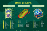 Электрифицированный стенд "Строение клетки" с маркерными полями - fgospostavki.ru - Ейск