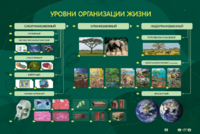 Электрифицированный стенд "Уровни организации жизни" - fgospostavki.ru - Ейск