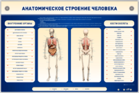 Электрифицированный стенд-тренажер c макетом скелета "Анатомическое строение человека" - fgospostavki.ru - Ейск