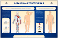 Электрифицированный стенд-тренажер "Остановка кровотечения" - fgospostavki.ru - Ейск