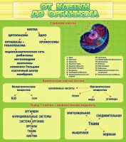 Стенд "От клетки до организма" - fgospostavki.ru - Ейск