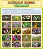 Стенд "Красная книга - растения" - fgospostavki.ru - Ейск