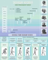 Стенд "Эволюция человека" Вариант 1 - fgospostavki.ru - Ейск