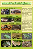 Стенд "Класс земноводные" - fgospostavki.ru - Ейск