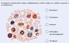Интерактивные курсы. Биология 11 класс. Расширенный. - fgospostavki.ru - Ейск