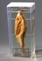 Влажный препарат "Внутреннее строение рыбы" - fgospostavki.ru - Ейск