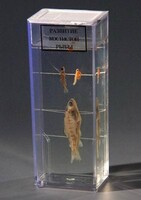 Влажный препарат "Развитие костистой рыбы" - fgospostavki.ru - Ейск