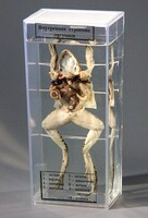 Влажный препарат "Внутреннее строение лягушки" - fgospostavki.ru - Ейск