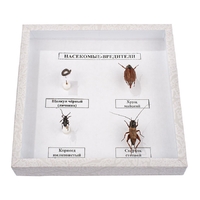 Коллекция энтомологическая "Насекомые вредители" - fgospostavki.ru - Ейск