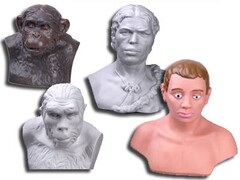 Комплект палеонтологических моделей "Происхождение человека" - fgospostavki.ru - Ейск