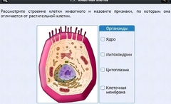 Интерактивные курсы. Биология 8 класс. Базовый - fgospostavki.ru - Ейск
