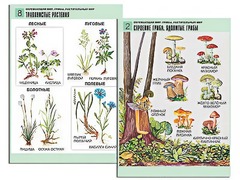 Комплект таблиц "Окружающий мир. Грибы. Растительный мир" (12 таблиц, А1, ламинированные) - fgospostavki.ru - Ейск