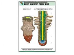 Рельефная таблица "Внешнее и внутреннее строение корня" (формат А1, матовое ламинирование) - fgospostavki.ru - Ейск
