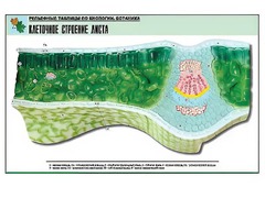 Рельефная таблица "Клеточное строение листа" (формат А1, матовое ламинирование) - fgospostavki.ru - Ейск