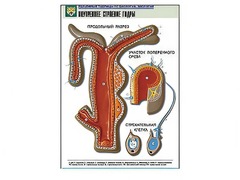 Рельефная таблица "Внутреннее строение гидры" - fgospostavki.ru - Ейск