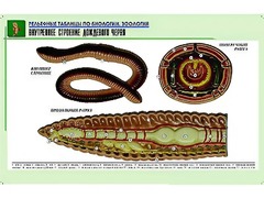 Рельефная таблица "Внутреннее строение дождевого червя" (формат А1, матовое ламинирование) - fgospostavki.ru - Ейск