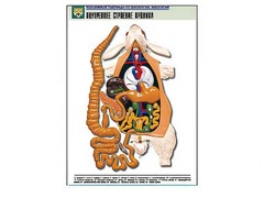 Рельефная таблица "Внутреннее строение кролика" (формат А1, матовое ламинирование) - fgospostavki.ru - Ейск