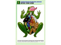 Рельефная таблица "Внутреннее строение лягушки" (формат А1, матовое ламинирование) - fgospostavki.ru - Ейск