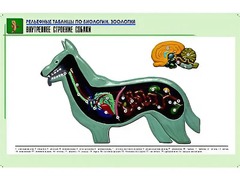 Рельефная таблица "Внутреннее строение собаки" (формат А1, матовое ламинирование) - fgospostavki.ru - Ейск