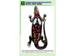 Рельефная таблица "Внутреннее строение ящерицы" (формат А1, матовое ламинирование) - fgospostavki.ru - Ейск