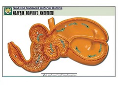 Рельефная таблица "Желудок жвачного животного" (формат А1, матовое ламинирование) - fgospostavki.ru - Ейск