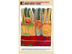 Рельефная таблица "Ворсинка кишечная с сосудом" (формат А1, матовое ламинирование) - fgospostavki.ru - Ейск