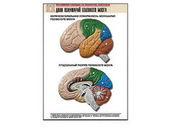 Рельефная таблица "Доли полушарий головного мозга" (формат А1, матовое ламинирование) - fgospostavki.ru - Ейск