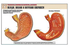 Рельефная таблица "Желудок. Внешняя и внутренняя поверхности" (формат А1, матовое ламинирование) - fgospostavki.ru - Ейск
