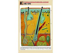 Рельефная таблица "Кожа. Разрез" (формат А1, матовое ламинирование) - fgospostavki.ru - Ейск