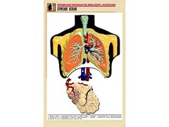 Рельефная таблица "Строение легких" (формат А1, матовое ламинирование) - fgospostavki.ru - Ейск