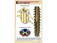 Рельефная таблица "Строение спинного мозга " (формат А1, матовое ламинирование) - fgospostavki.ru - Ейск