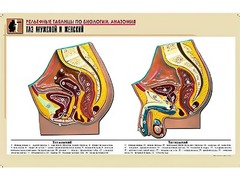 Рельефная таблица "Таз мужской и женский" (формат А1, матовое ламинирование) - fgospostavki.ru - Ейск