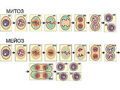 Модель-аппликация "Деление клетки. Митоз и мейоз" (ламинированная) - fgospostavki.ru - Ейск