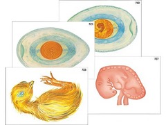 Модель-аппликация "Развитие птицы и млекопитающего (человека)" (ламинированная) - fgospostavki.ru - Ейск