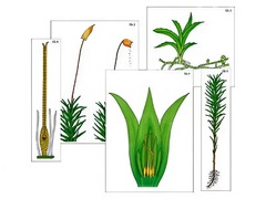 Модель-аппликация "Размножение мха" (ламинированная) - fgospostavki.ru - Ейск
