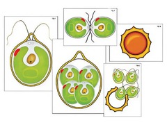 Модель-аппликация "Размножение одноклеточной водоросли" (ламинированная) - fgospostavki.ru - Ейск