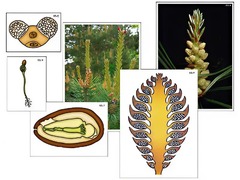 Модель-аппликация "Размножение сосны" (ламинированная) - fgospostavki.ru - Ейск