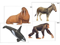 Модель-аппликация "Разнообразие высших хордовых 2. Млекопитающие" (ламинированная) - fgospostavki.ru - Ейск