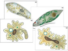 Модель-аппликация "Строение и разнообразие простейших" (ламинированная) - fgospostavki.ru - Ейск