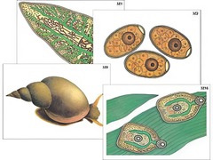 Модель-аппликация "Циклы развития печеночного сосальщика и бычьего цепня" (ламинированная) - fgospostavki.ru - Ейск