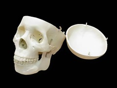 Модель "Череп человека" - fgospostavki.ru - Ейск