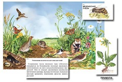 Магнитный плакат-аппликация "Луг: биоразнообразие и взаимосвязи в сообществе" - fgospostavki.ru - Ейск
