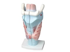 Модель гортани в разрезе - fgospostavki.ru - Ейск