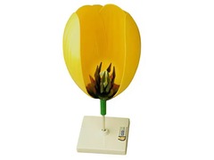 Модель цветка тюльпана - fgospostavki.ru - Ейск