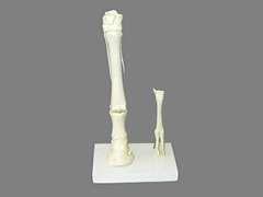 Модель "Скелет конечностей лошади и овцы" (на подставке) - fgospostavki.ru - Ейск