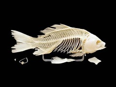 Скелет костистой рыбы - fgospostavki.ru - Ейск