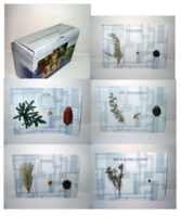 Коллекция "Голосеменные растения" - fgospostavki.ru - Ейск