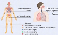 Интерактивные курсы. Биология 9 класс. Базовый. - fgospostavki.ru - Ейск