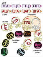 Модель-аппликация Биосинтез белка - fgospostavki.ru - Ейск