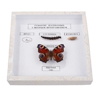 Коллекция энтомологическая "Развитие насекомых с полным превращением" - fgospostavki.ru - Ейск